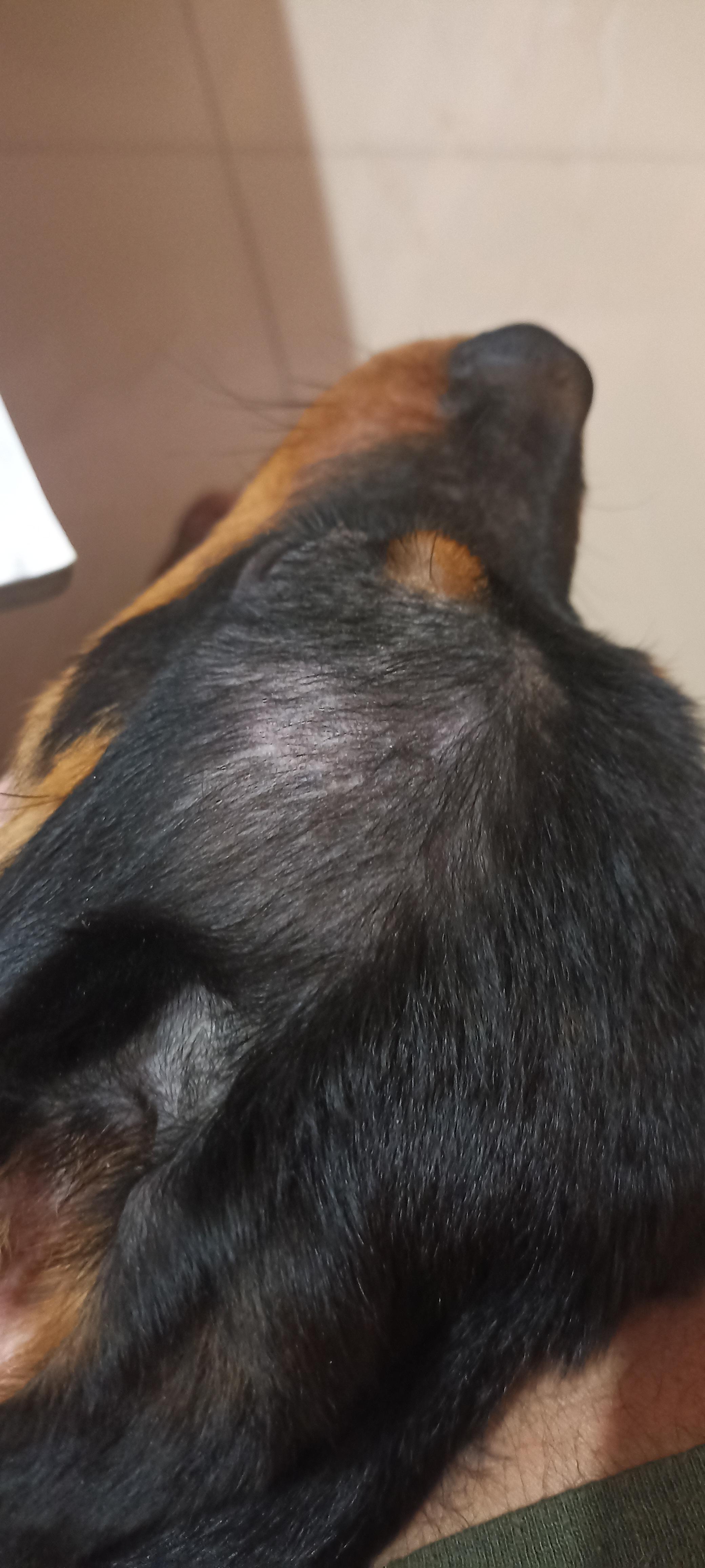 My rottie has this bilateral scalp hair loss. earlier I thought it was because of the way he laid down but later came to know about hypothoroid dogs can have these. I started giving him supplements for hair last week. There isn't any itching or scarring from this lesion and no lesion elsewhere.