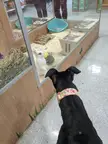 Mabel made a friend. She even wanted to run off and play with him.