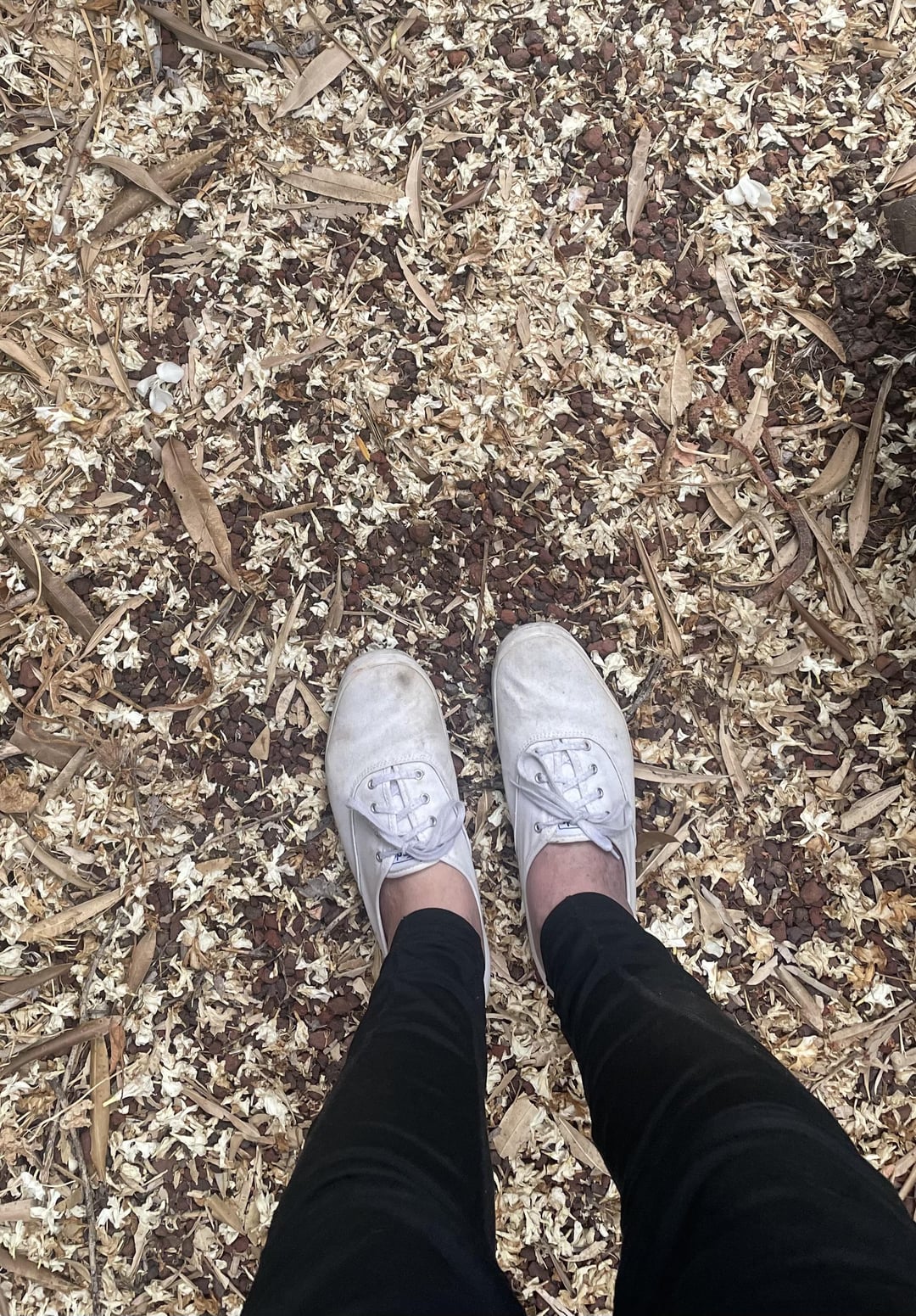 Keds