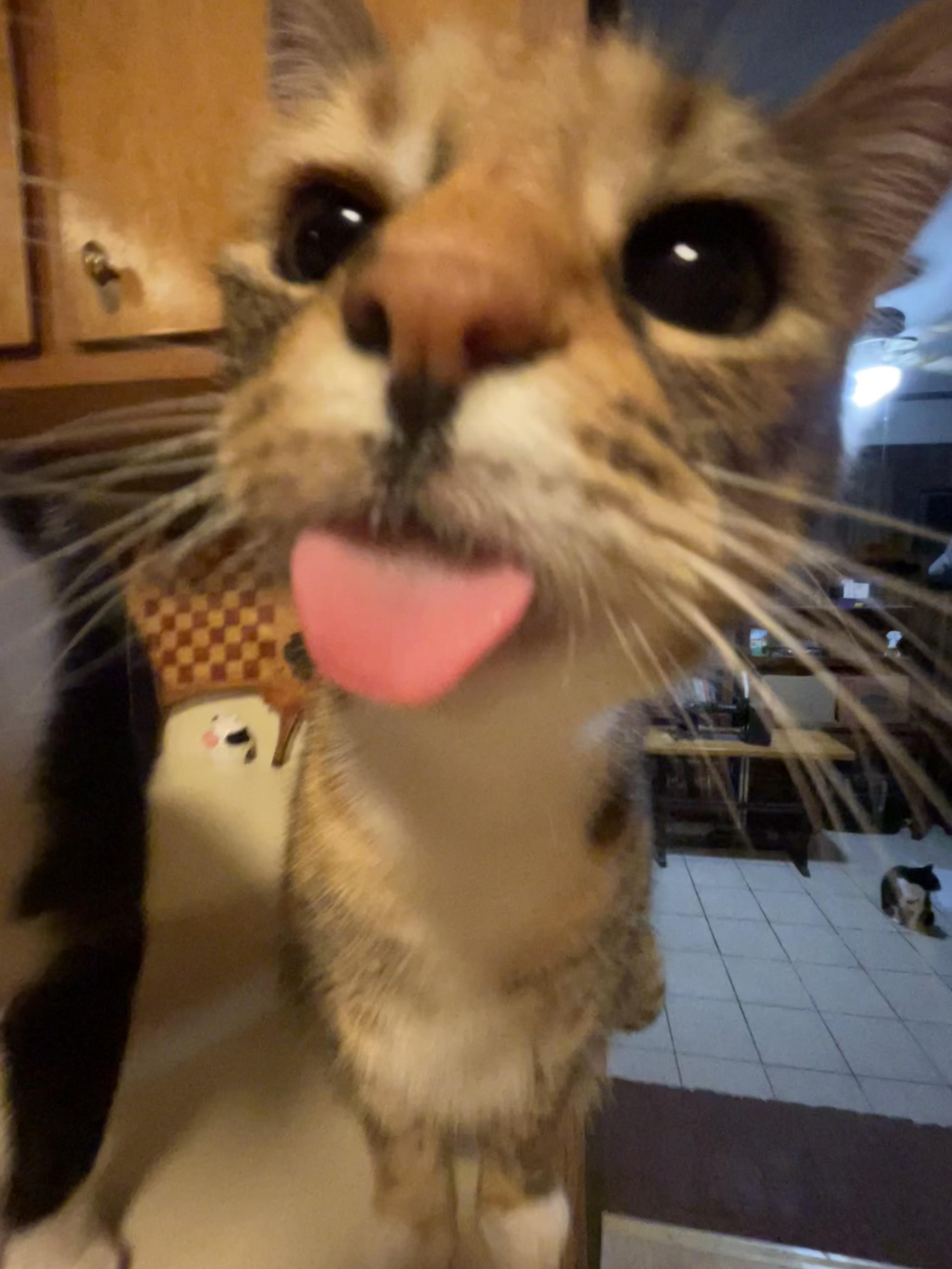 our current favorite loki blep picture