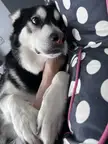 My therapy/emotional support/bully Jack-Jack