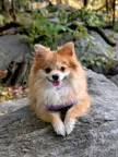 Shea in Central Park