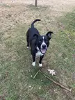 Mac broke this stick and was very proud of himself