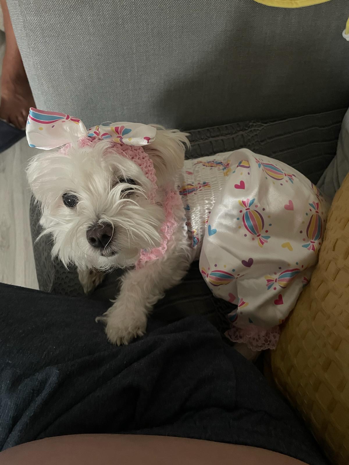 Baby in a dog suit strikes again