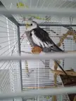 My tiel was DNA sexed female. But she's doing heartwing and singing. What should I think about that ?