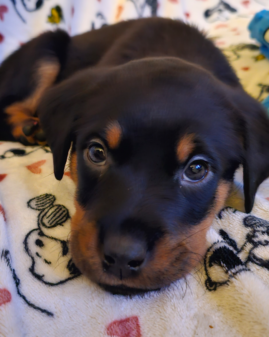 Hi Reddit! I'm Stanley Hudson, I'm new here 😃