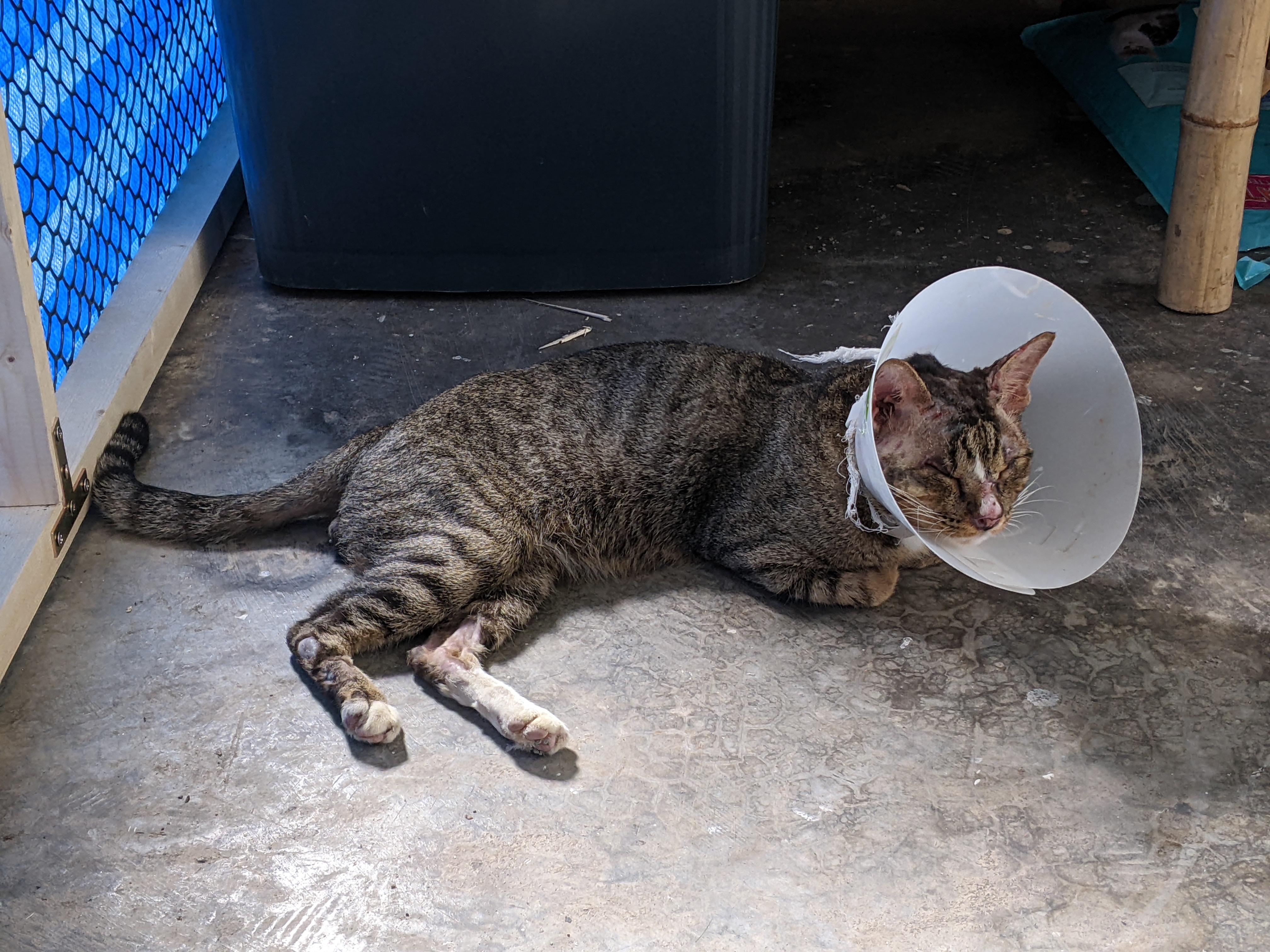 Discover more like Cats: Rambo started catting today and Related ...