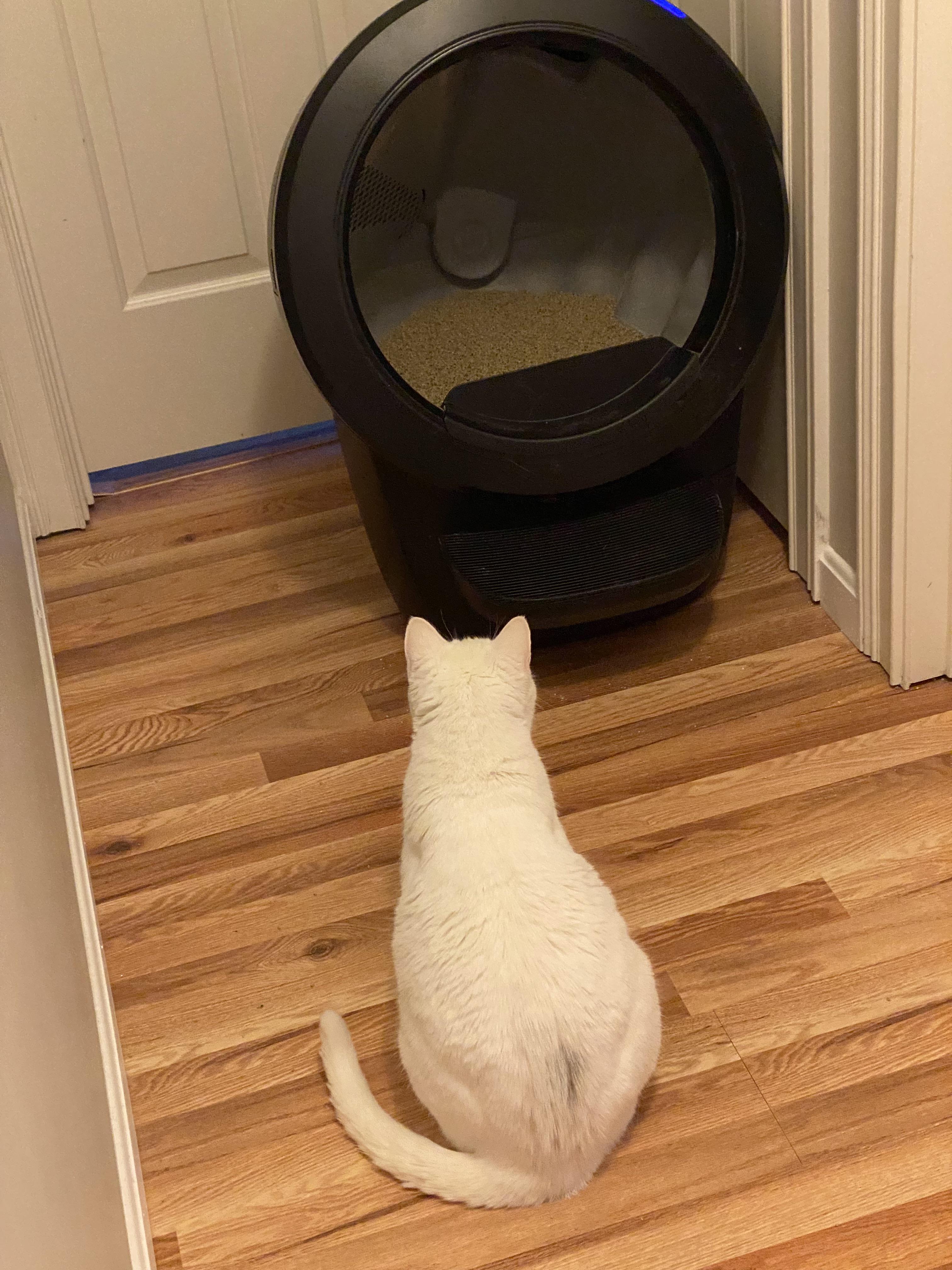 Black automatic self-cleaning cat litter box with a blue tracking mat on a wooden floor.