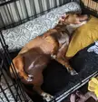 Roper's favorite sleep position