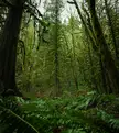 West coast rainforest of BC, Canada [OC][4736x5321]