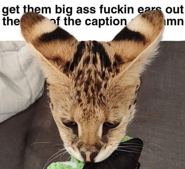 serval