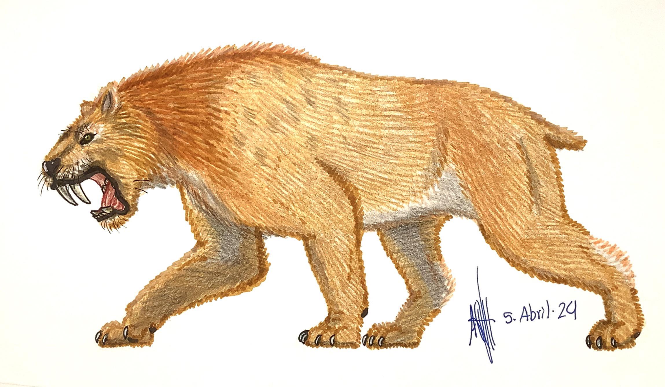 Smilodon populator | Scrolller