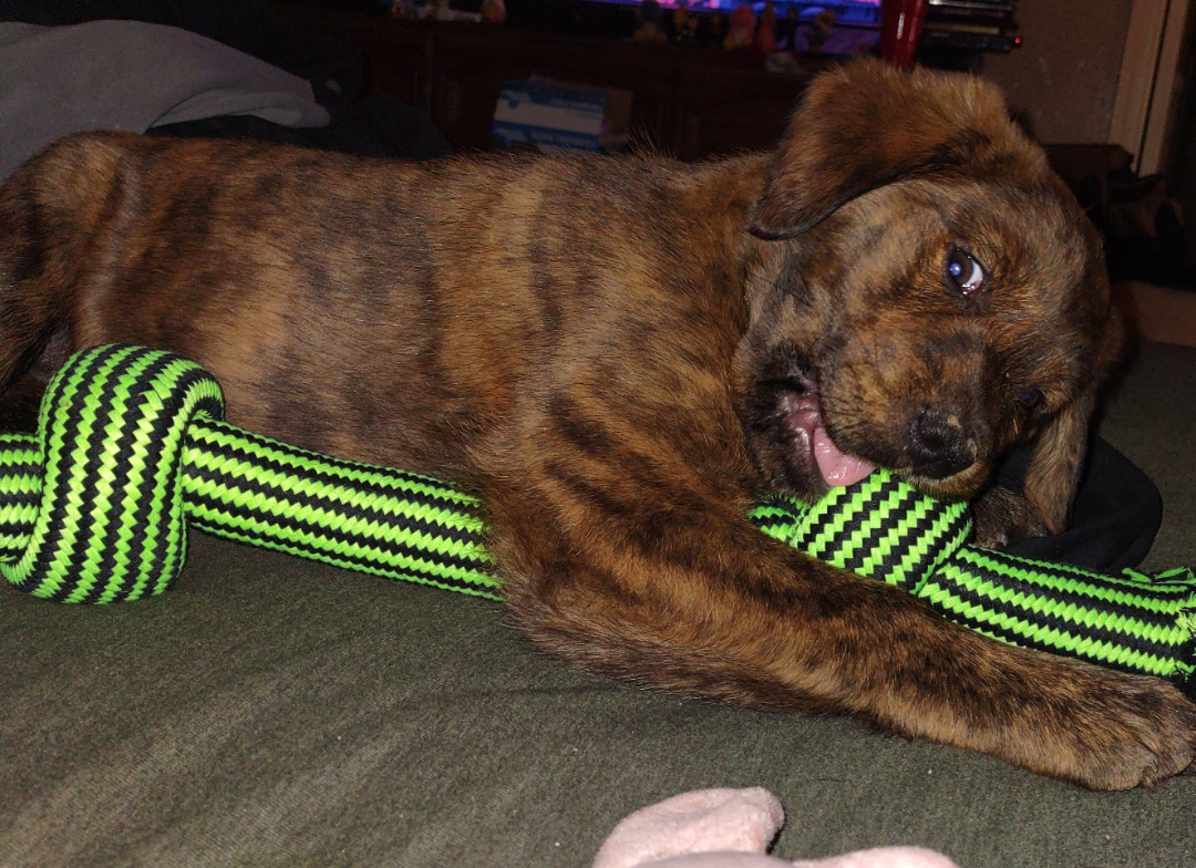 Puppy enjoying a toy