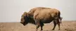 The buffalo out at Neal Smith National Wildlife Refuge near prairie city Iowa