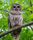 The silent watcher of the woods