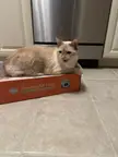 Don’t you dare disturb the cat trap!