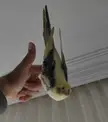 is it only mine or your cockatiel's don't care about other birds, mirrors, parrot videos too?