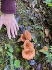 Found these today (south Vancouver Island)