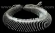 Borneo Short Tail Python skeleton