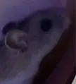 I have to take my hamster’s wheel out for a few days-