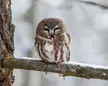 Northern whet owl