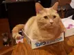 Copper chose a pretty fitting box to sit in as he watched us play a board game last night..