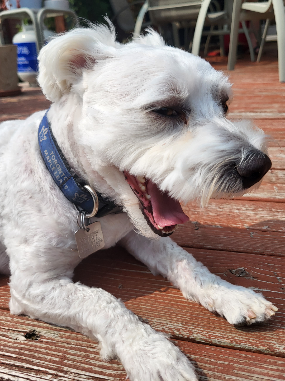 My buddy be yawnin