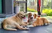 BFF. This is Ice - my neighbor's boy and Martha - my girl. They always play together ❤️ 