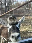 Met this unique gentleman at a petting zoo this weekend
