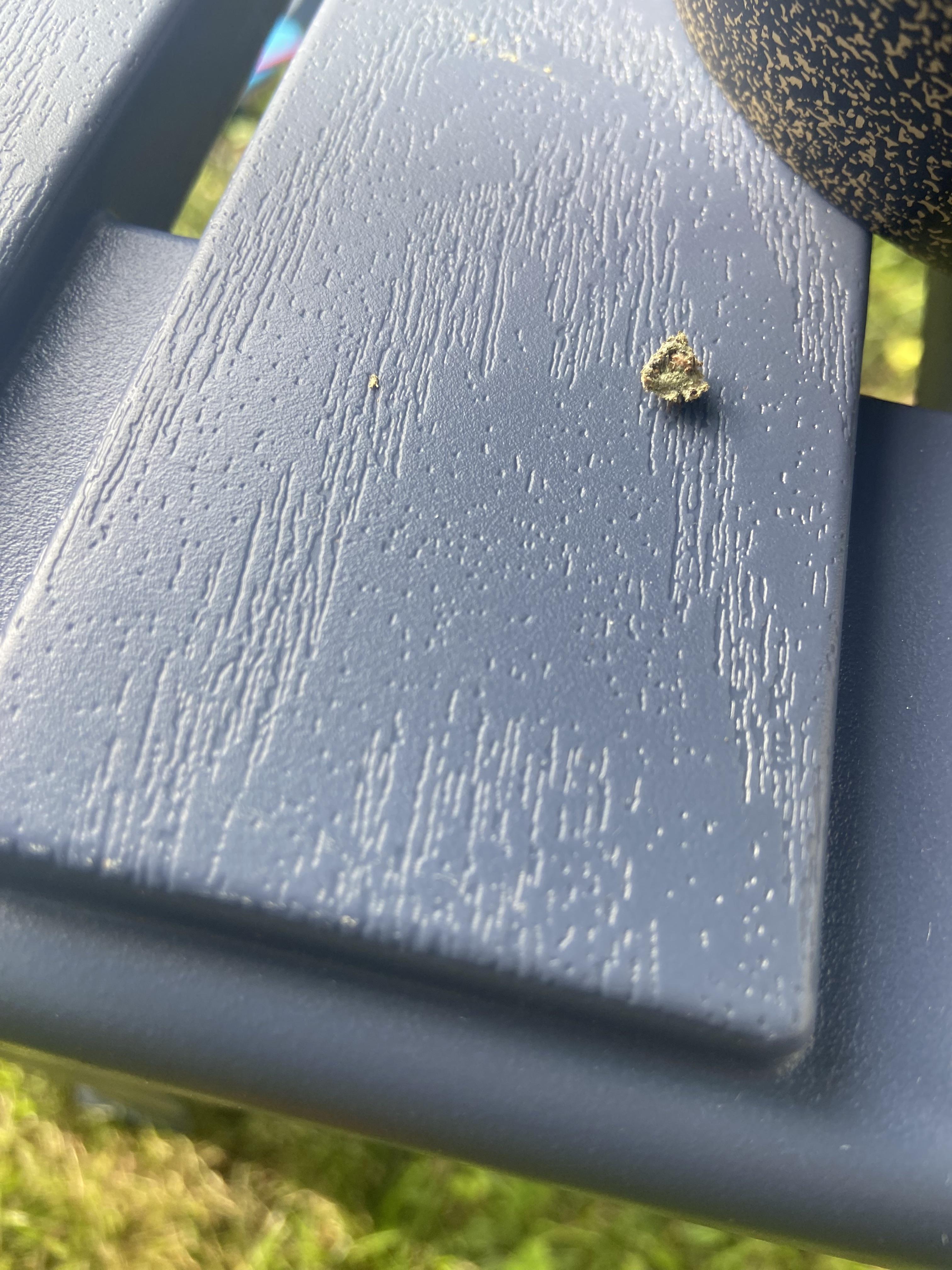 Bug ID needed, [Raleigh, NC] | Scrolller