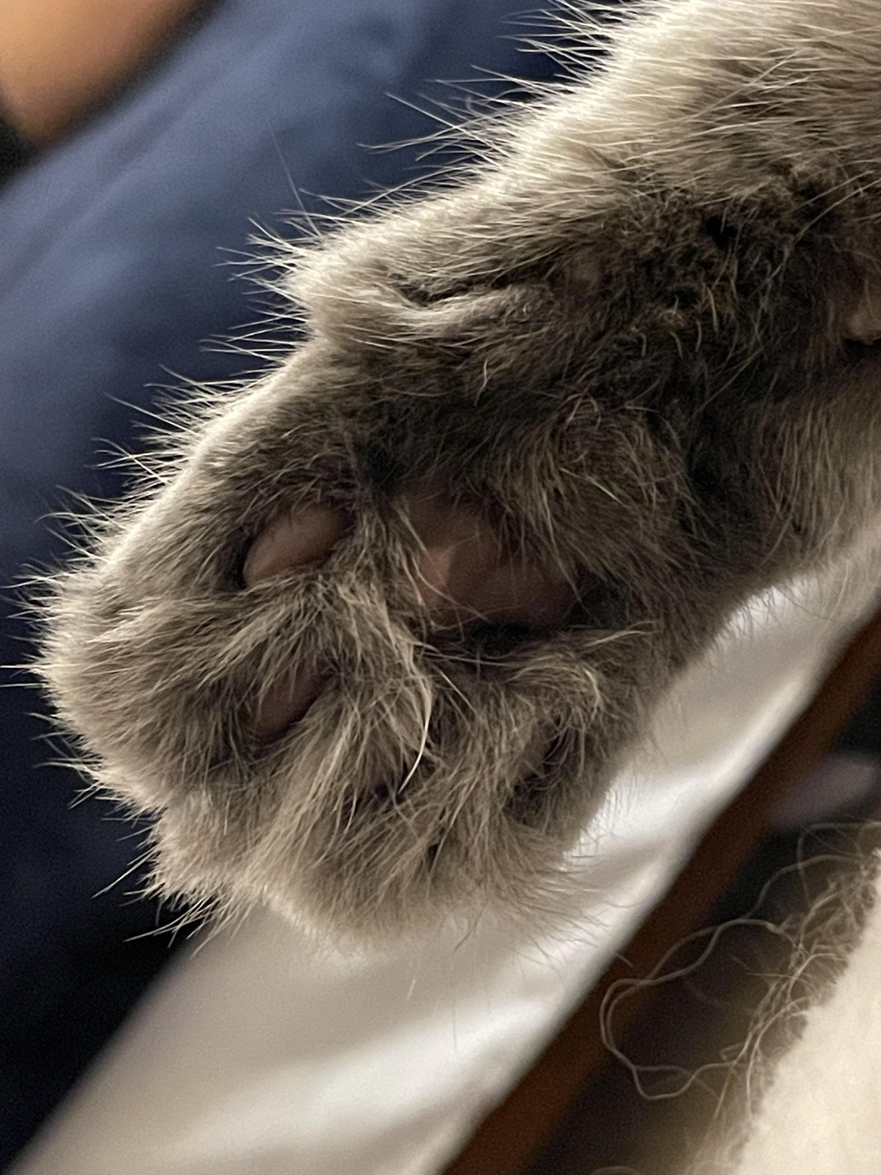 Normal Paw Is it normal for cats paw pads to change color (develop spots)? | Scrolller