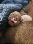 6 days old and drunk on milk 