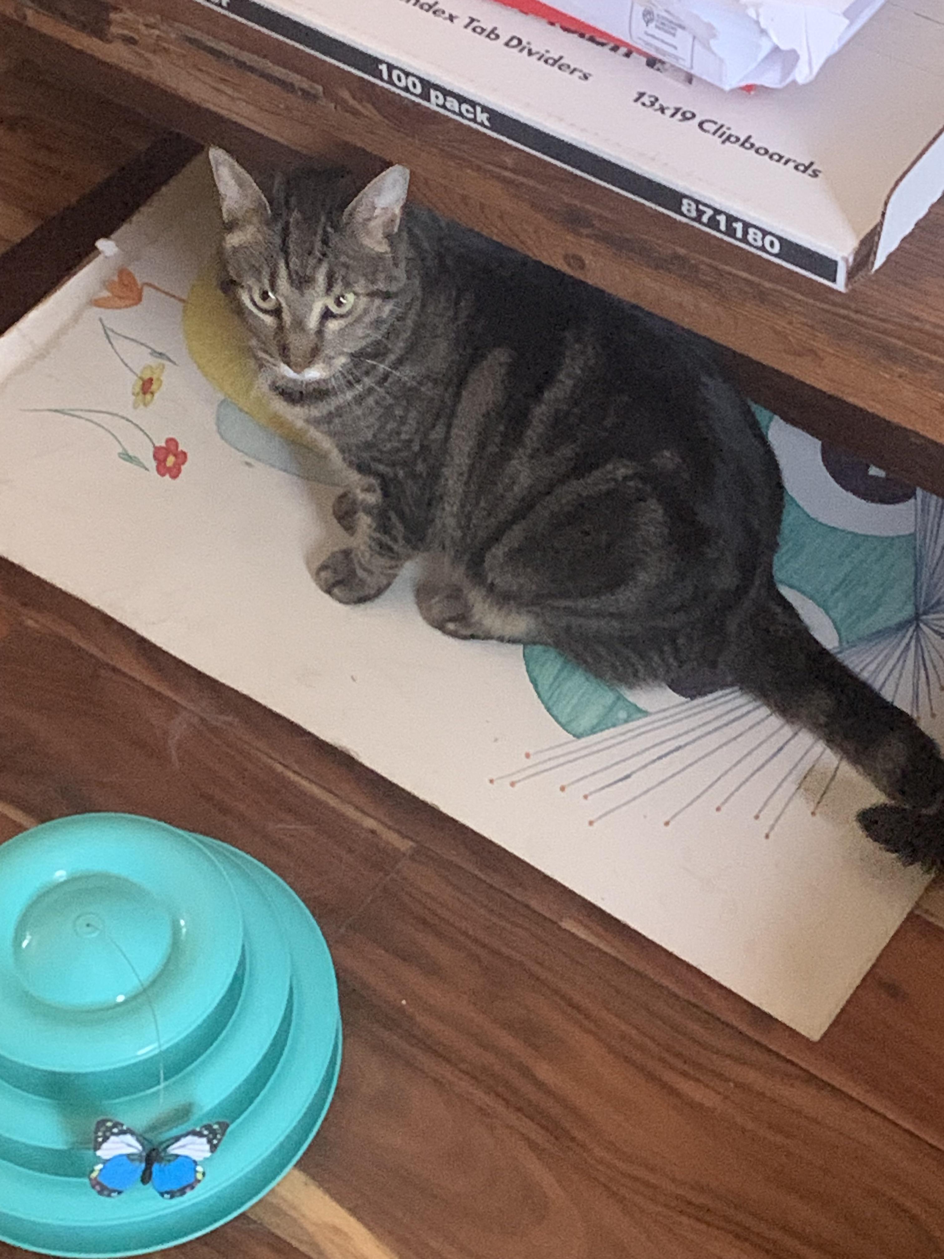 The cat stares at you with contempt.