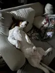 Sunny thinks he’s a human