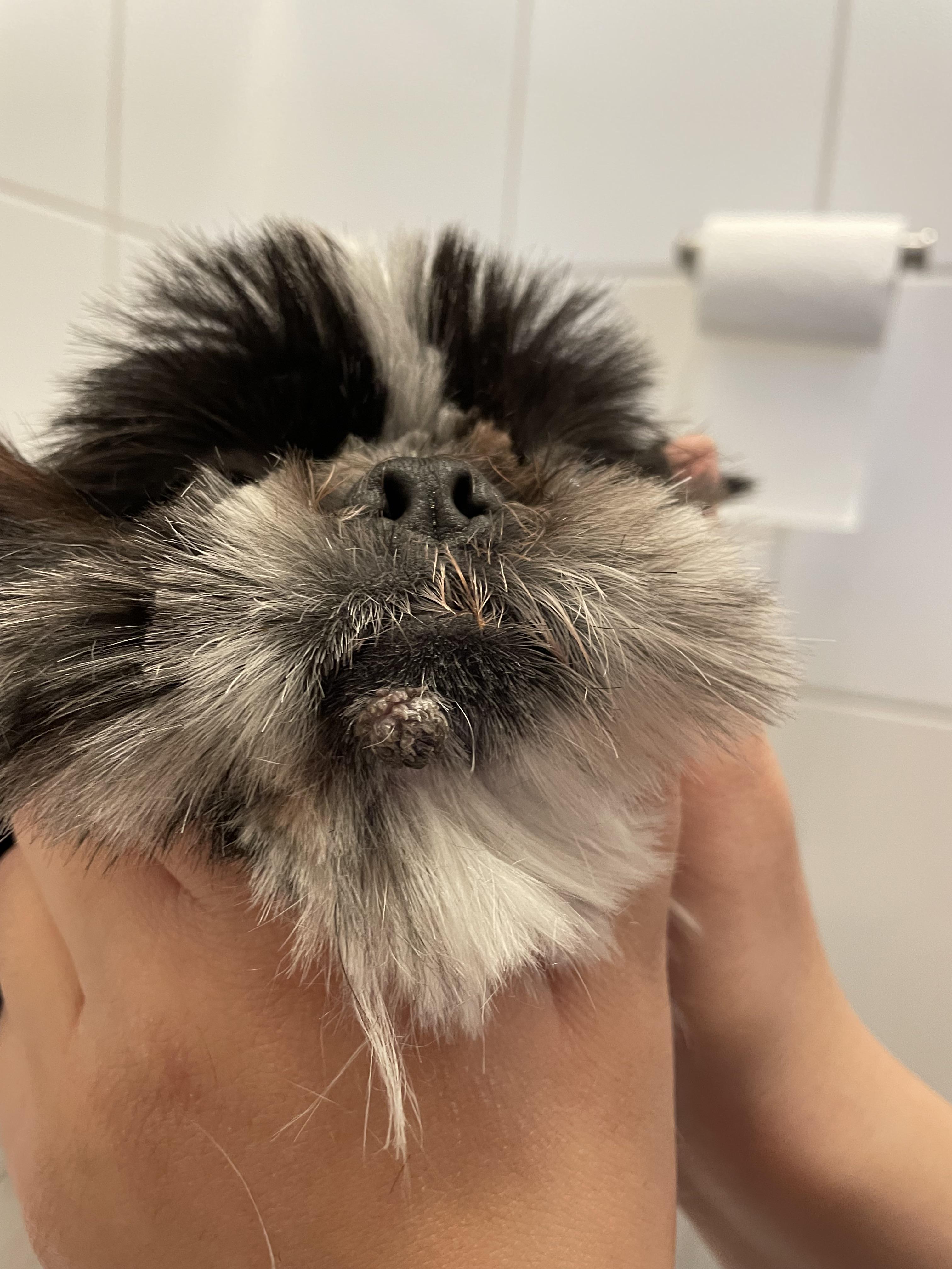 Question, lump at lower lip