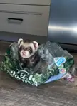How do you feel if ur ferret still has a good appetite &amp; fat &amp; plays &amp; on prednisone &amp; has implant but has trouble breathing thru their nose, that they wouldn’t eat n what not if it bothered them that bad?? Please no rude comments…I’m looking for opinions to better my decision on what to do next