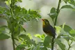 First Red-billed leiothrix of the year for me