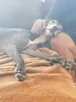 My old grey sometimes gets jealous of me playing with the baby and nonchalantly inches over for jowl rubs.