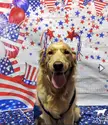 My dog’s daycare took 4th of July pics