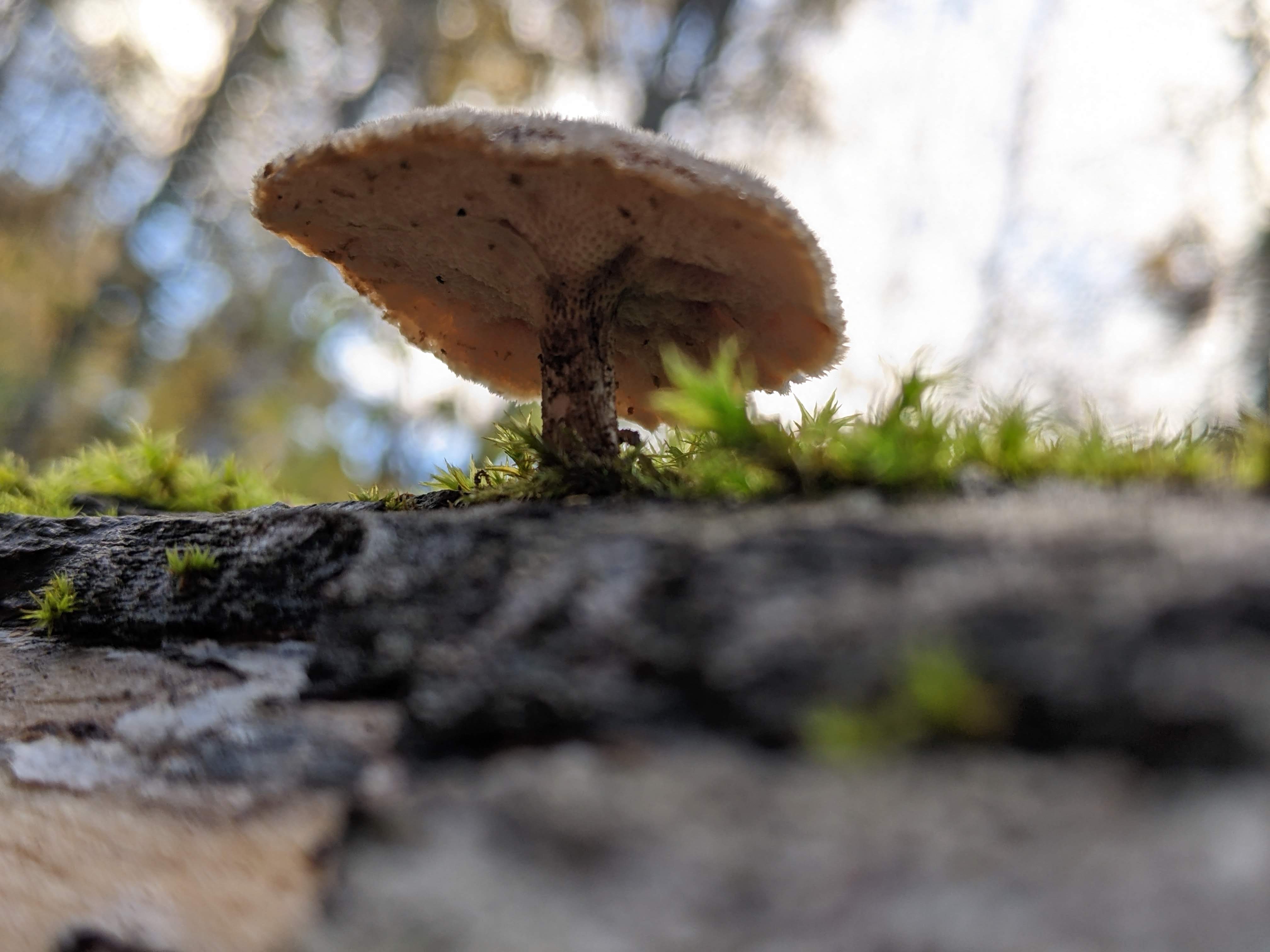 Fungi look so much like trees at macro scale [OC]