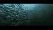 Jack Fish Tornado @ Anilao Batangas