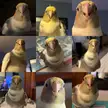 Hermy loves the paparazzi and he makes the same smiley face every time he sees the camera