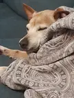 My sleepy little guy in his favourite blanket