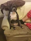 I sit like Human?