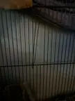 Keeps chewing through cage bars