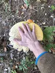 Found this absolute unit while out disc golfing