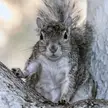 Infrasquirrel