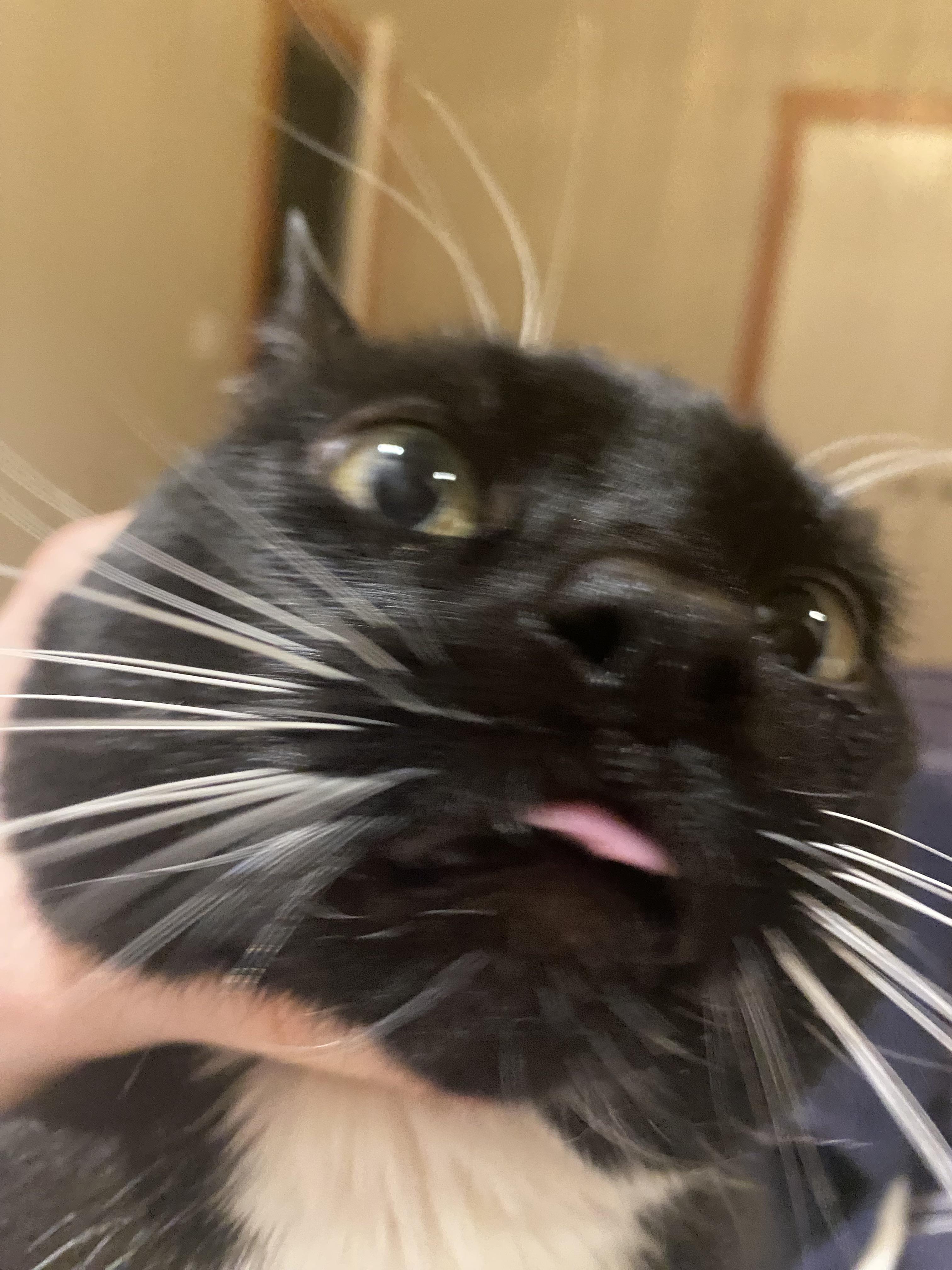 Close up blep