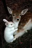 This Cute Baby Deer And Bunny 🦌 🐰 🐇 🤎🤍🖤💙