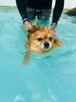 Swimming lessons for Pumba 